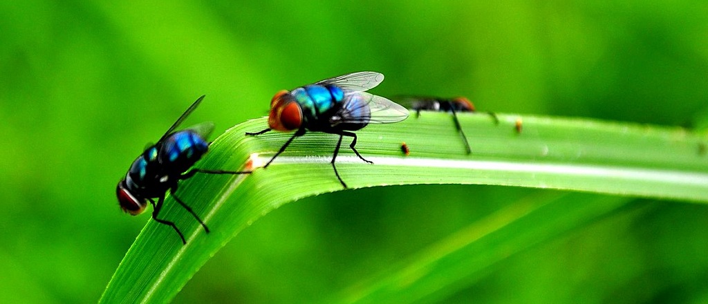 flies on the leaves