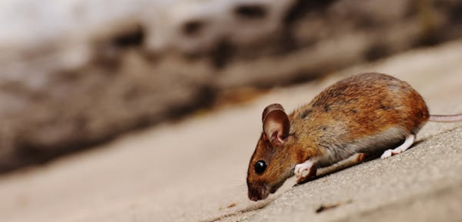 rat